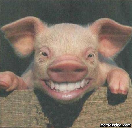 http://dutron.files.wordpress.com/2008/12/sourire-de-cochon.jpg